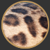 The spotted Bengal cat