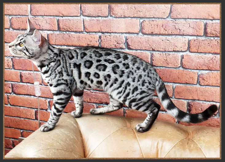 Bengal kitten with horizontally flowing spots