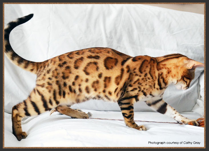 Brown spotted Bengal cat