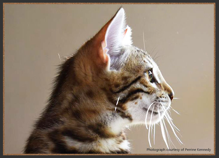 Bengal chin