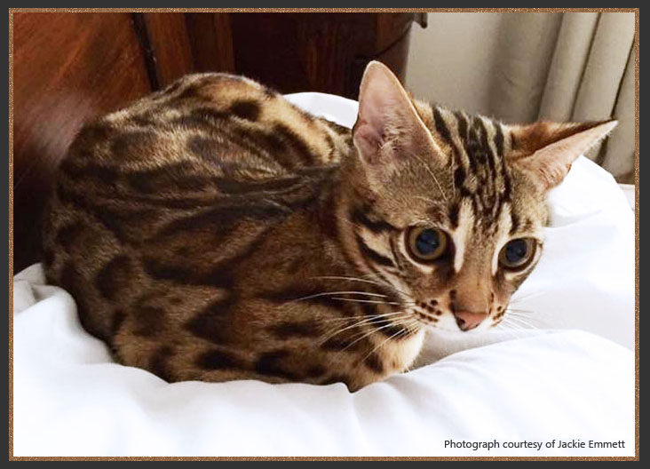 F1 Bengal Cat Anakin