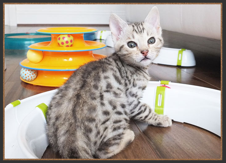 F3 Bengal Cat Sittingpretty Thunderbolt