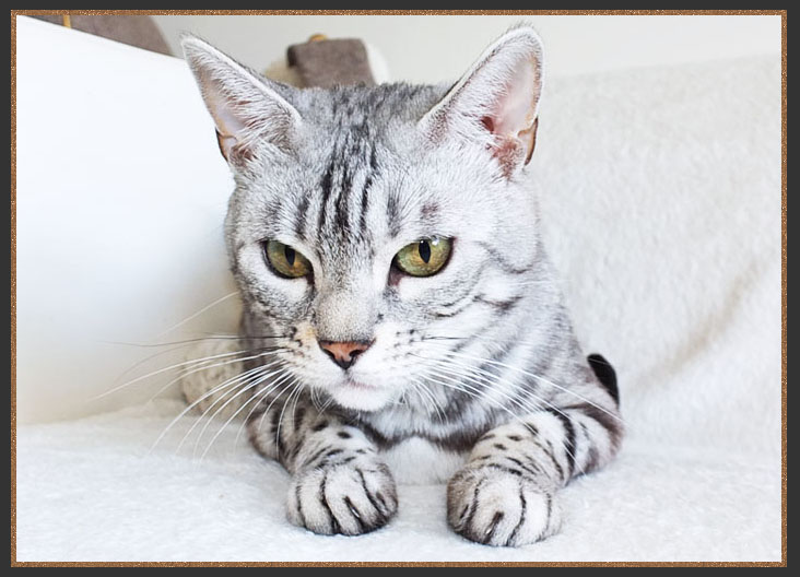 Bengal muzzle and whisker pads