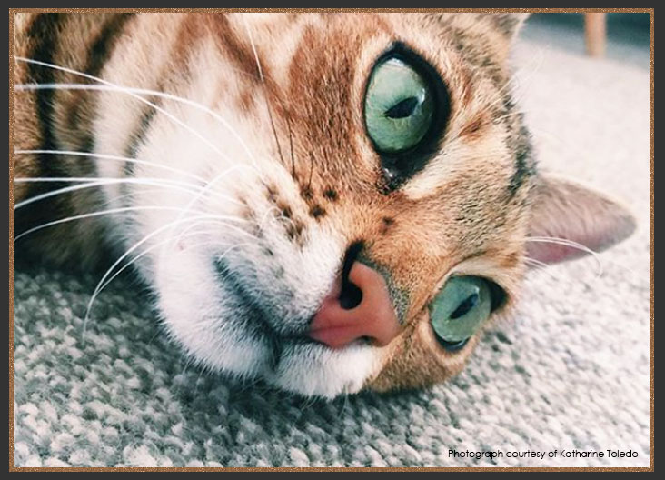 Bengal nose