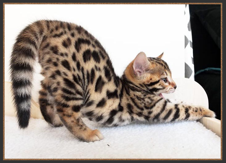 Bengal tail