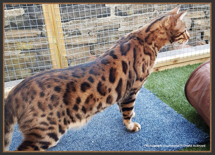 Bengal torso