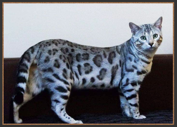 Sofysticats One 'N' Only