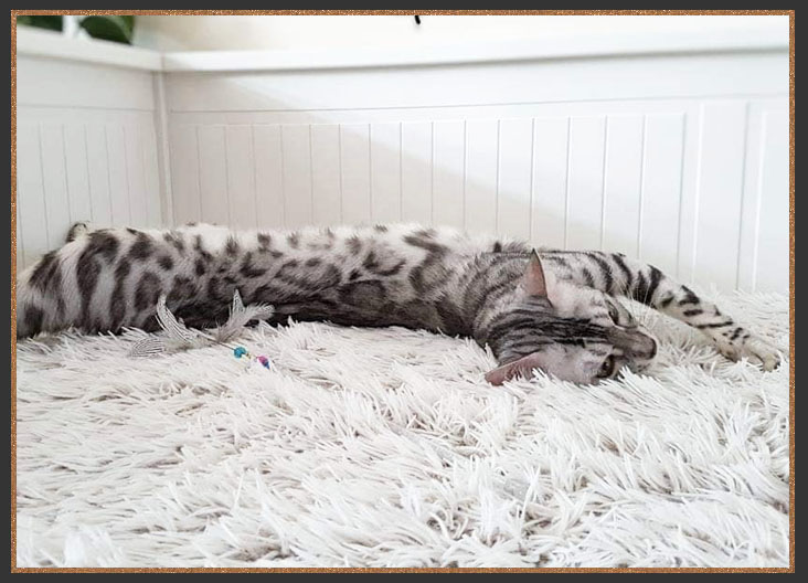 Yago Marshberry Muffin