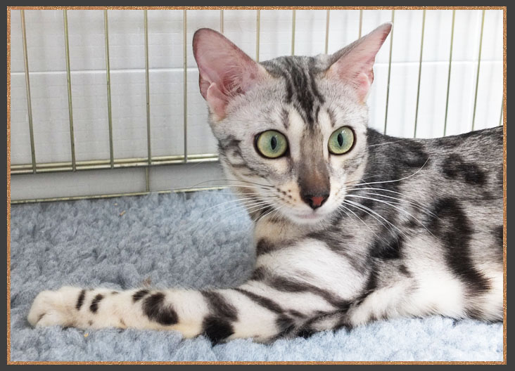 Born To Be Kind Mary Poppins Of Sittingpretty