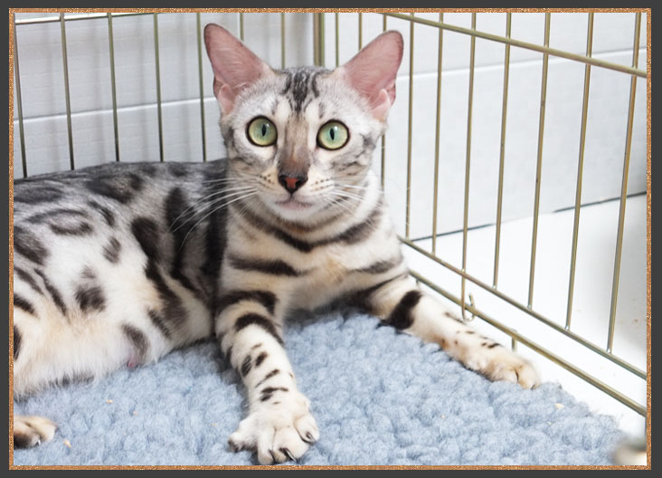 Born To Be Kind Mary Poppins Of Sittingpretty