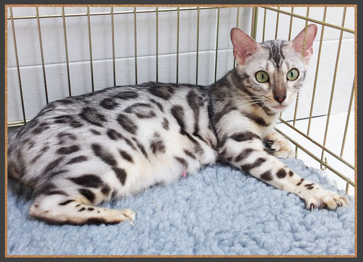 Born To Be Kind Mary Poppins Of Sittingpretty