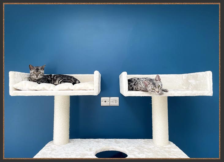 Sittingpretty Haja and Tala