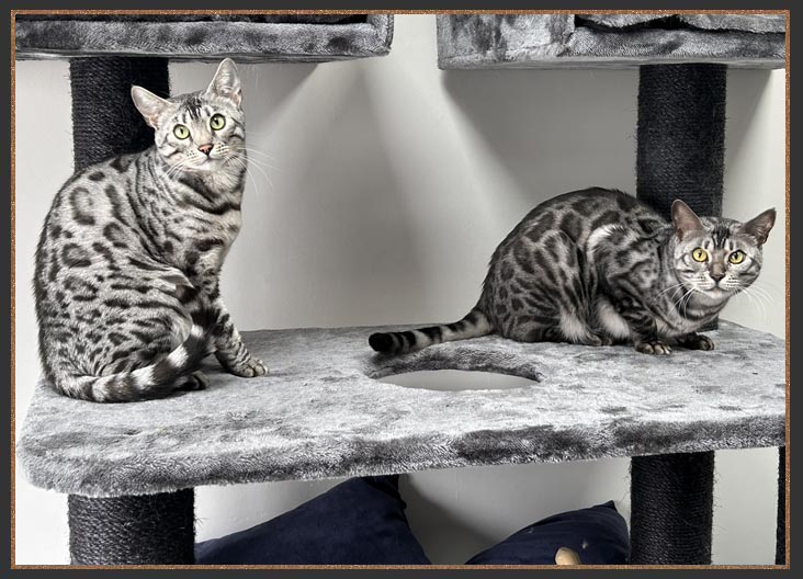 Sittingpretty Haja and Tala
