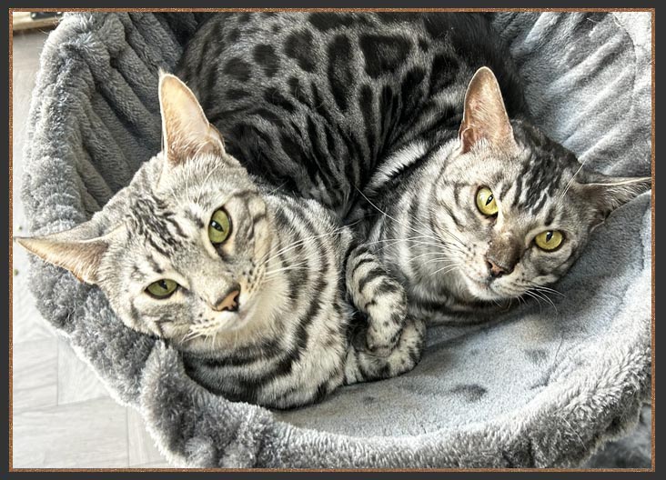 Sittingpretty Haja and Tala