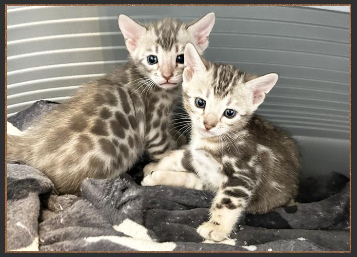 Butterfly Bengals Rockstar Of Sittingpretty