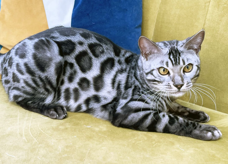 Bengal cats and kittens for sale