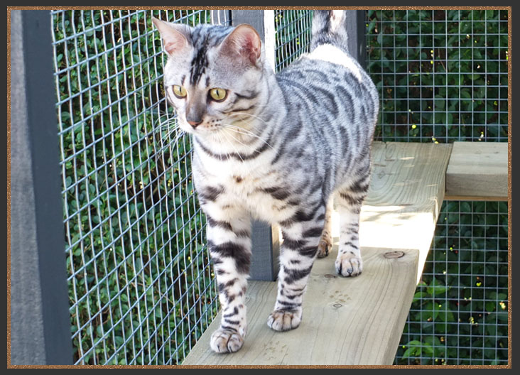 Silver Bengal boy Rocco