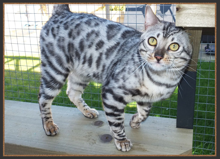 Silver Bengal boy Rocco