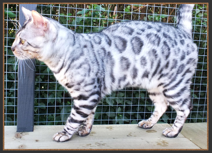 Silver Bengal boy Rocco