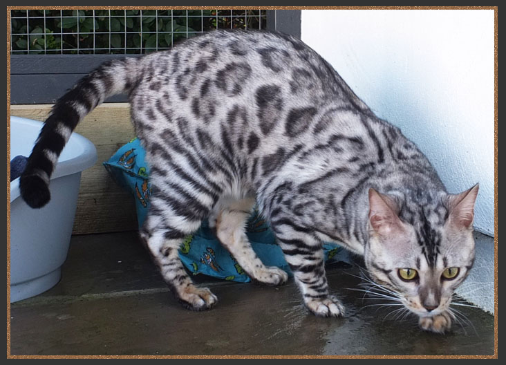 Silver Bengal boy Rocco