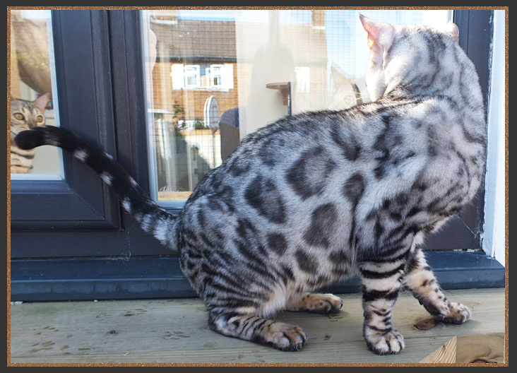 Silver Bengal boy Rocco