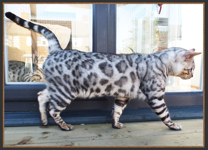 Silver Bengal boy Rocco