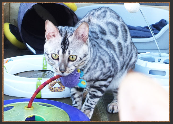 Silver Bengal boy Rocco