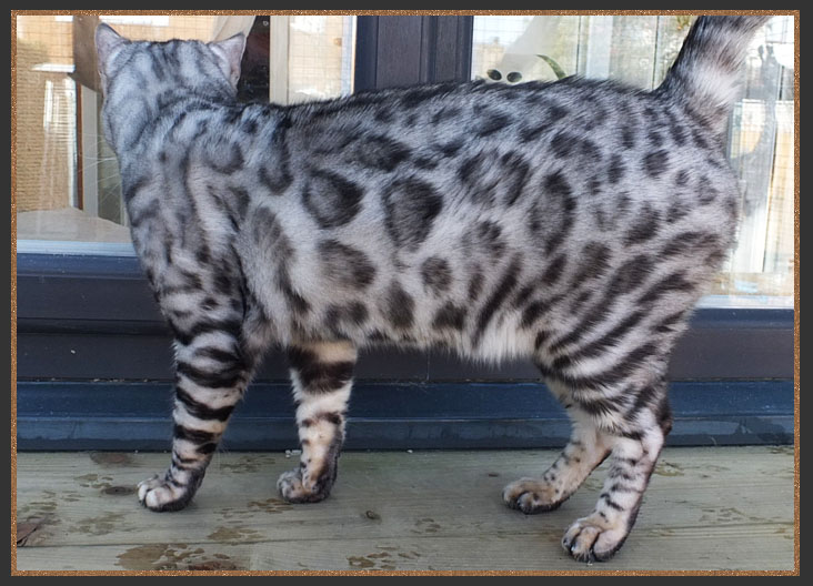 Silver Bengal boy Rocco