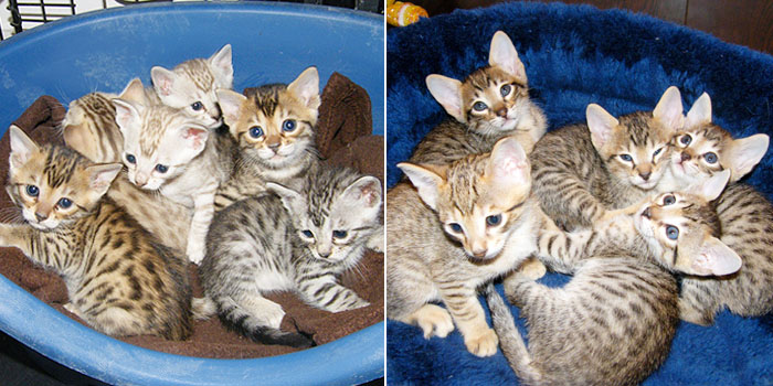Bengal and Savannah kittens