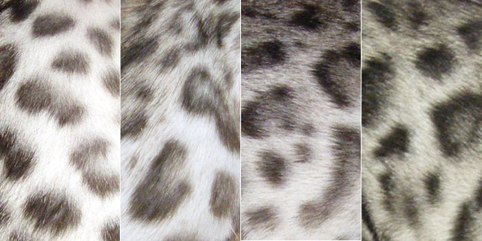 The colours of the Silver Bengal cat