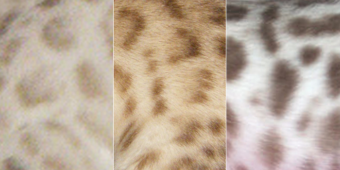 Colours of the snow Bengal cats