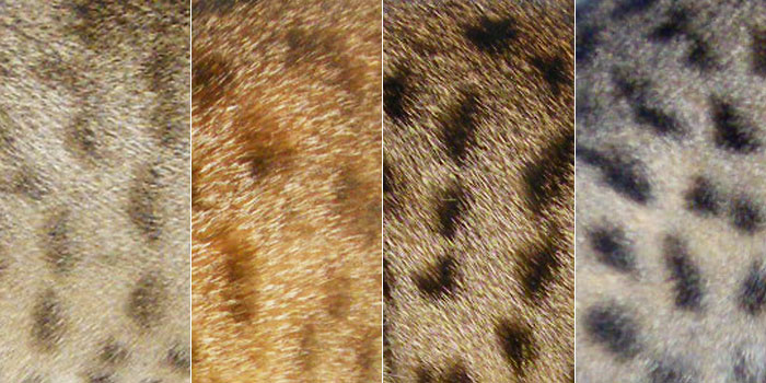 Colours of the brown Savannah cat