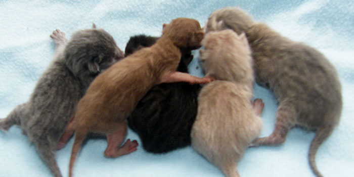 Various non standard Savannah cat colours.