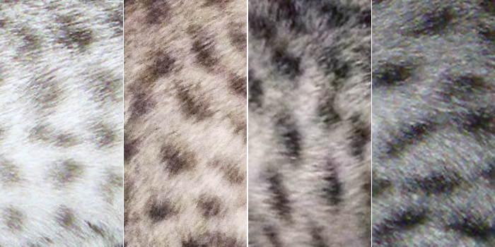 Colours of the silver Savannah cat