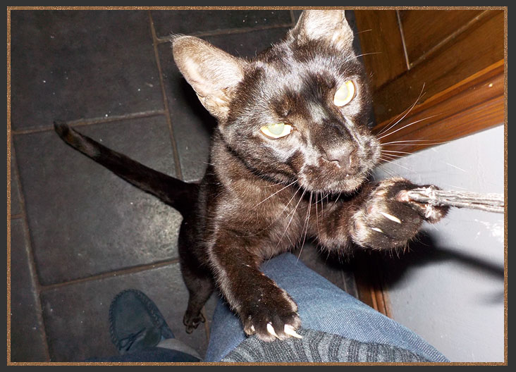 Sittingpretty Black Panther