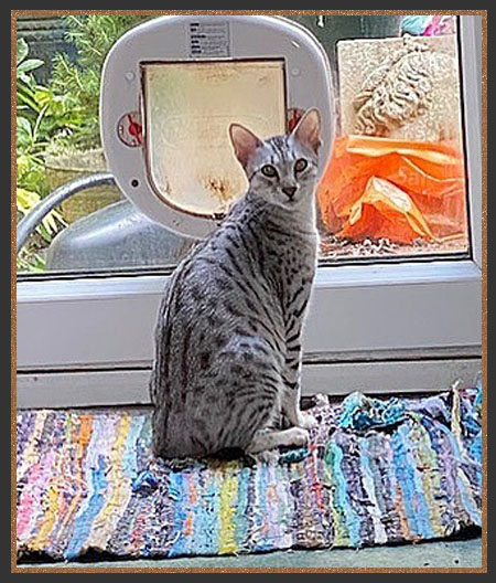 Sittingpretty Carrie