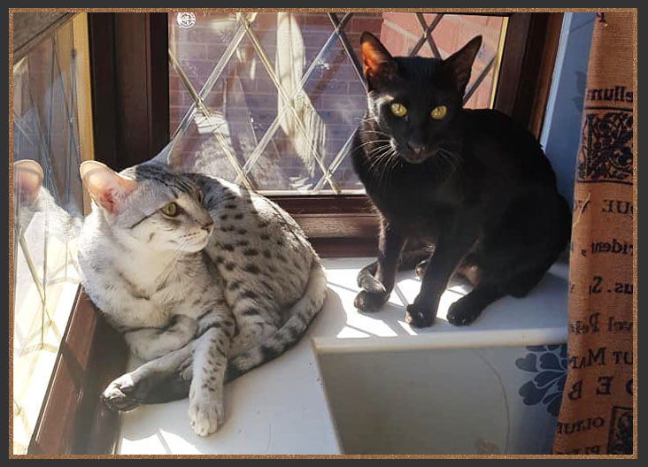 Sittingpretty Pepsi and Shirlie