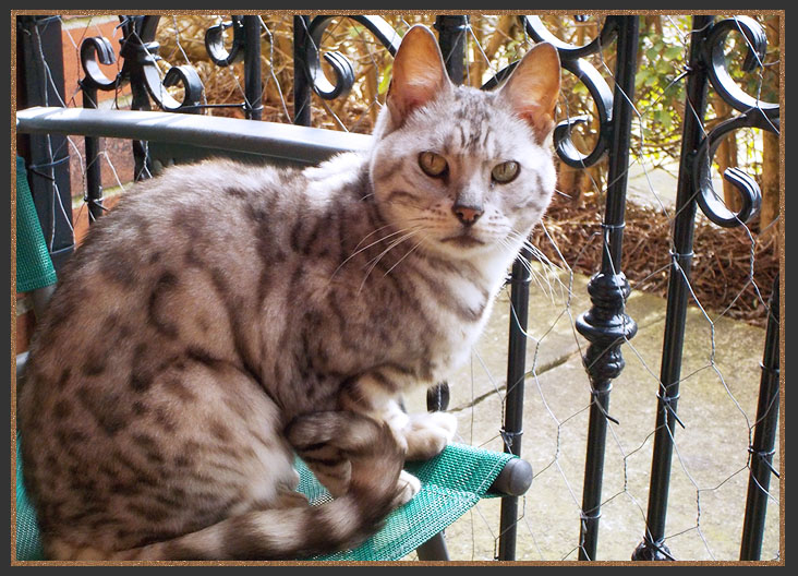 Ex Bengal breeding Queen Jazz