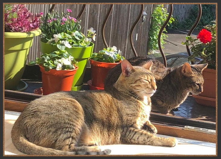 Sittingpretty Disco and Sittingpretty Twiggy