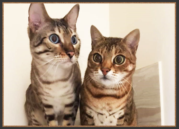 Sittingpretty Jack Frost and Bibi