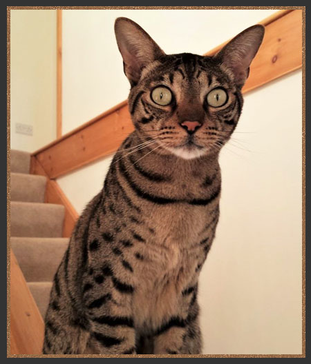 Sittingpretty Stanley