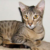 Sittingpretty Cats Ex breeding savannah queen 