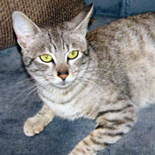 Sittingpretty Cats Ex breeding savannah queen 