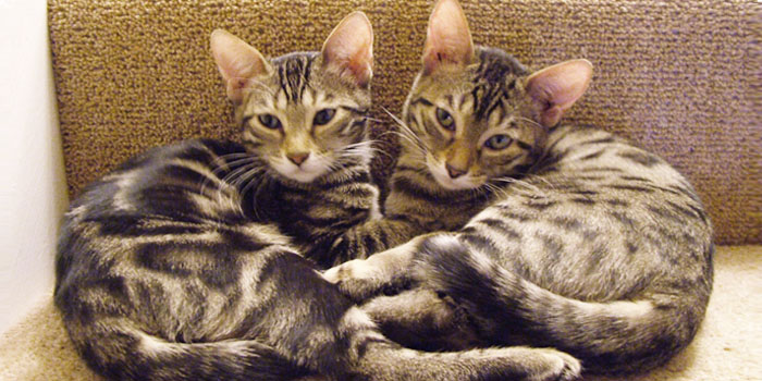 Sittingpretty Bengal kittens