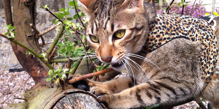 Sittingpretty Savannah kittens