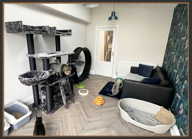 One of my cat rooms