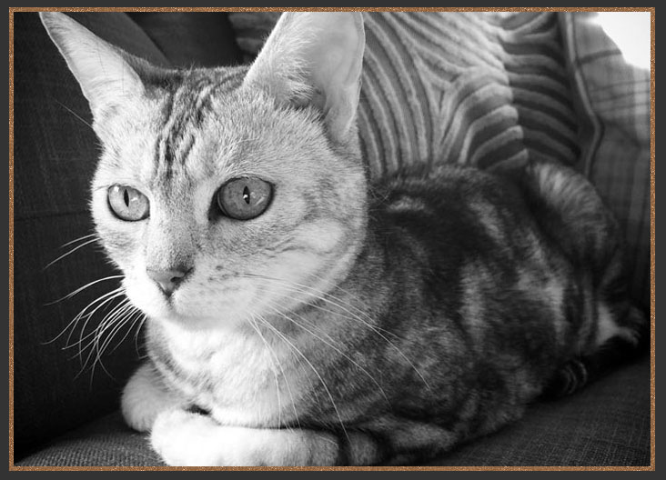 Pet Bengal Twinkle