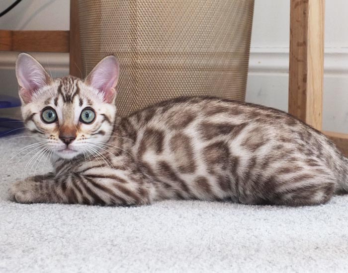 Sittingpretty Strawberry Surprise: Seal mink rosetted Bengal girl