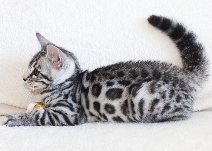 Silver spotted Bengal Sittingpretty Baby Love