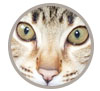 F4 SBT Brown spotted Savannah kittens